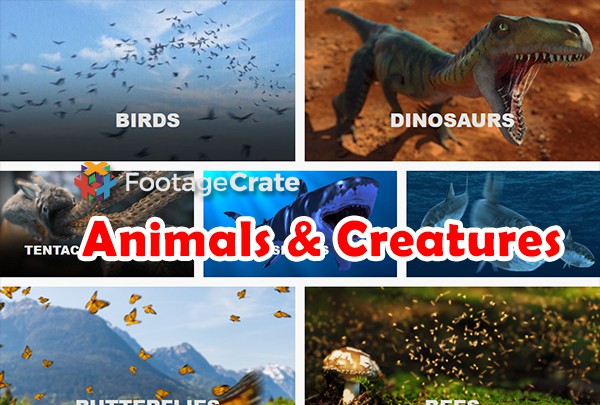 【4K视频素材】124个恐龙鸟蛇鲨鱼蝴蝶昆虫等动物活动视频素材(有透明通道)  Production Crate – Animals & Creatures
