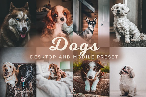 【LR预设】8款狗狗宠物摄影后期调色Lightroom预设 8 Dogs Lightroom Presets