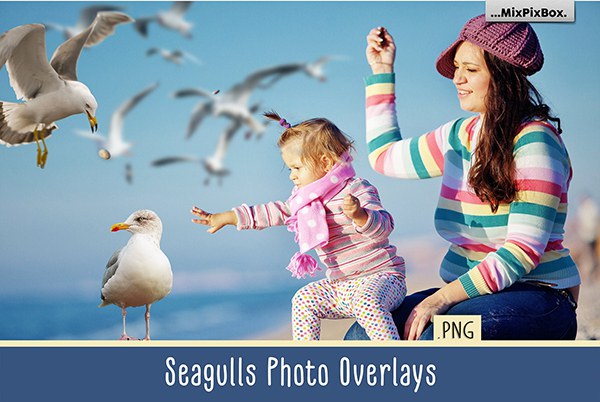 【PNG素材】31张飞翔的海鸥海鸟PS设计合成PNG图片素材 Seagulls Overlays