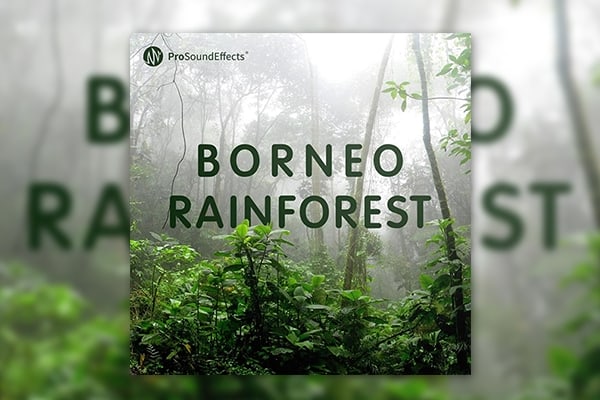 【配乐音效】121种婆罗洲热带雨林雨水鸟兽动物昆虫自然环境无损音效 Pro Sound Effects – Borneo Rainforest